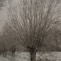 171210-PK-sneeuwval in Heeswijk- 6 